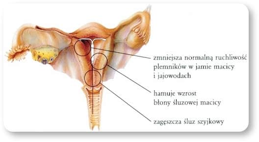 Klinika leczenia niepłodności Novum Klinika leczenia niepłodności w Warszawie